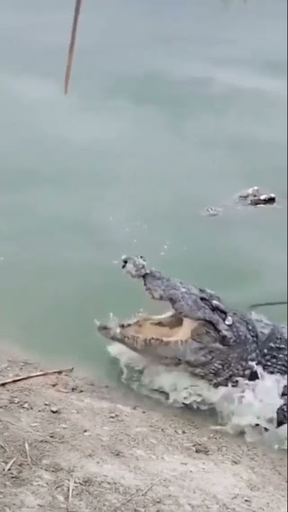 Buaya Dikadalin Ayam Namanya