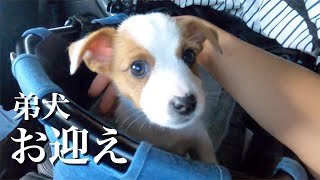 生後2ヶ月の弟子犬を迎えに行きました/ジャックラッセルテリア/Puppy became a family