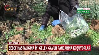 Sedef Hastaliğina İyi̇ Gelen Gavur Pancarina Koşuyorlar