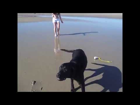 Dog Shoots Water Out Of Asshole When Barking