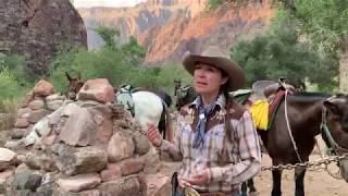 Phantom Ranch Mule Ride