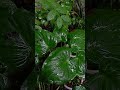 Relaxing Rainy Garden | Beautiful Garden #garden #gardening #relaxing