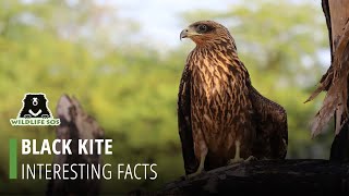 Facts About The Black Kite