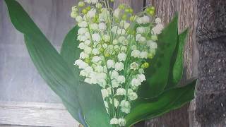 Многослойная #живопись - Как написать #ландыши - #уроки рисования (часть 6) Многослойная #живопись - Как написать #ландыши - #уроки рисования (часть 6)