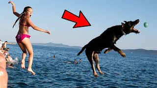 THESE DOGS DO JUMP SUPER HIGH