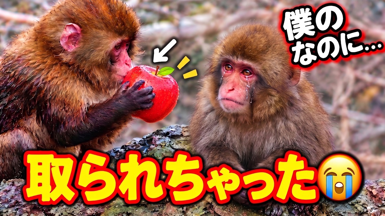 Punch🐵】