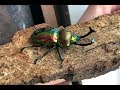 БЛОГ #7 - Домашние жуки Coleoptera(Содержание и разведение Радужного рогача)