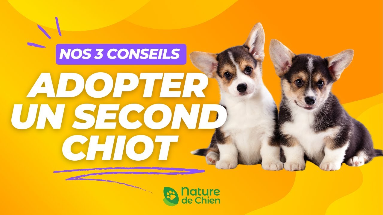 3 conseils Adopter un second chien YouTube