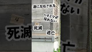 そんなにうまくは行かない？ニホンミツバチの副業 #Shorts