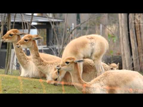 Cute Vicuna Fawns