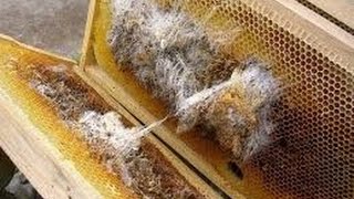 Why Beekeepers Bees, Honey Bees have Wax Worm Damage no Treatment  necessary. Also personal message 