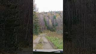 Ты прекрасна, Сибирская тайга!🌲🌲🌲
