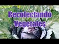 Recolectando vegetales