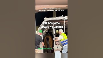 Vận chuyển những hành khách to lớn #donghanhxanh #cleanchem #khampha