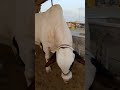 Cow mandi Karachi #northernbypass #cow #karachicattlemandi #bull #cattlemarket2026 #cattlefarm