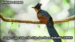 bubut pacar cocok buat pikat auto ngumpul