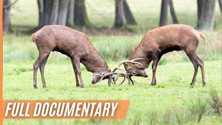 The Mystical Life of Deer and the Discovery of a White Deer | Full Episode