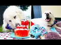 KODA'S 7th BIRTHDAY PARTY! (Super Cooper Sunday #258)