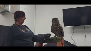 Big Brown Eagle Owl 🦉