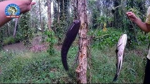 Cắm Câu Dính Cá Lóc, Cá Dầy, Cá Thát Lát Quá Tuyệt Vời