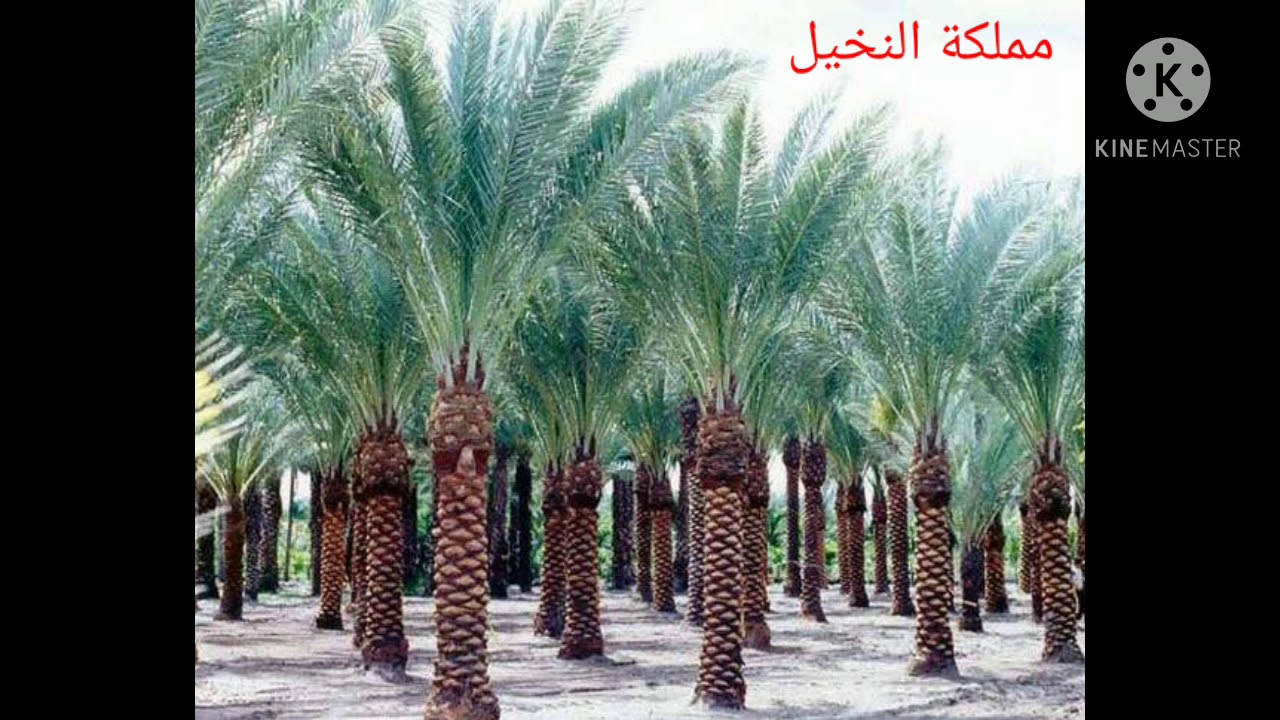 Саудовские финики. Финиковые пальмы в ОАЭ. Финиковая Пальма в Саудовской Аравии. Финиковая Пальма Medjoul. Финики меджул на Пальме.