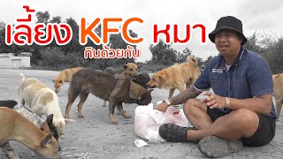 กิน KFC กับหมาจร