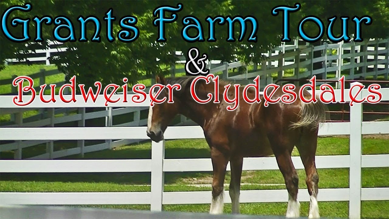 Budweiser Clydesdales And Grant&#39;s Farm Tour (St.Louis, Missouri) - YouTube