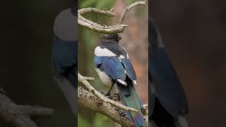 Stunning Flicker Bird Colorful! #birds