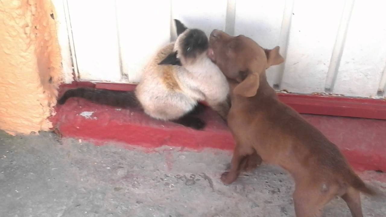 Video de risa animales - YouTube