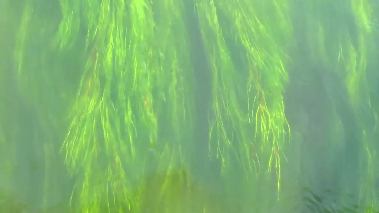 Музыка Баха по мотивам сцены из фильма Тарковского 