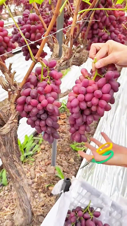 Grape picking 🍇#villagelife#farming#agriculture#planting #rurallife#enjoyrurallife#cuttingskills