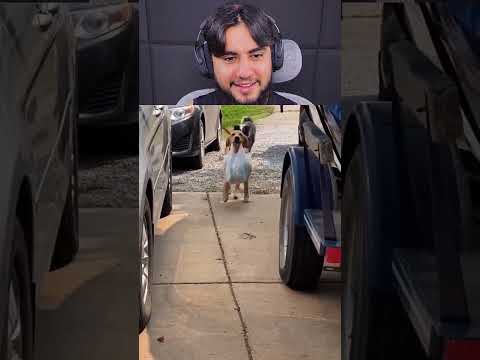 esses cachorros são muito prestativos