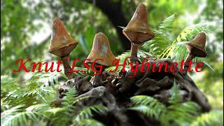 Knut Hybinette Live Stream