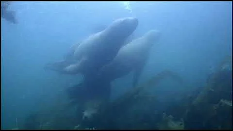 Biology Mystery: Why are the sea lion populations ...