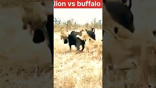 Lion vs buffalo #lion #baffalo #shorts