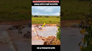 THE SECONDS THE ZEBRA SINK INTO THE WATER#shorts #animals