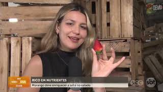 Safra do morango “promete” neste ano | Cotidiano | SCC Meio-Dia