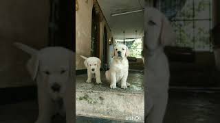 45 day's old Labrador puppies...😍