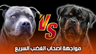 Download lagu أشتري ده ولا ده🤔 كلب البيتبول  ولا كلب الروت ويلار mp3