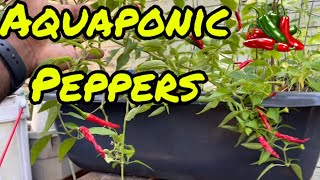 Aquaponic peppers (Episode 99)