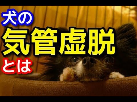 愛犬のための知識 犬の気管虚脱とは 犬を知る Youtube