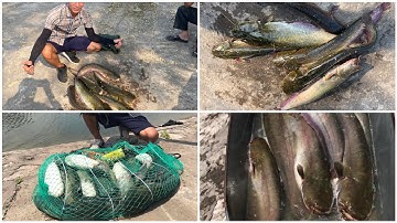 Cách câu nheo bằng cá sắt chưa bao giờ móm. Lên cá liên tục