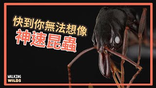 FASTEST ANIMAL ON THE PLANET? by  史考特 Walking Wild 16,811 views 3 years ago 7 minutes, 4 seconds