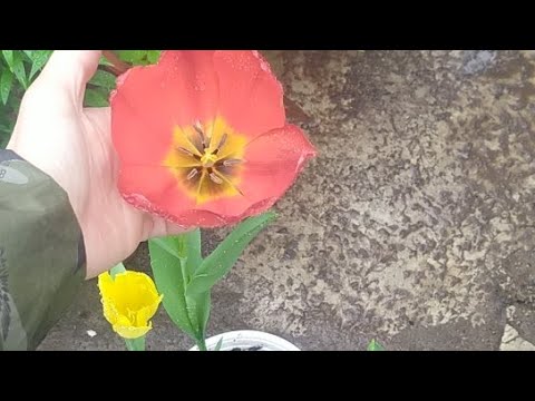 Video: Hoa tulip nở trong bao lâu?