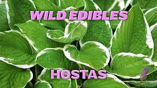 Wild Edibles: Hostas | Homesteading for Beginners #11