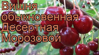 Вишня Десертная Описание Сорта Фото Отзывы