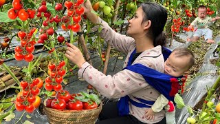 Single Mother 17 Year Old Deaf Mute - Harvesting Tomatoes To Sell - Knitting House Walls With Bamboo