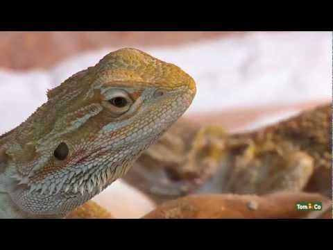 Vidéo: Pourquoi mon dragon barbu gonfle-t-il ?