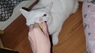 Petey playing with hair elastics after bladder stone removal