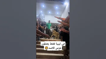 عرس أسد في ليبيا دويتو ليبيا اكسبلور تصميم فيديوهات Libya أسد 